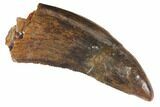 Bargain, Tyrannosaur Tooth - Judith River Formation #133373-1